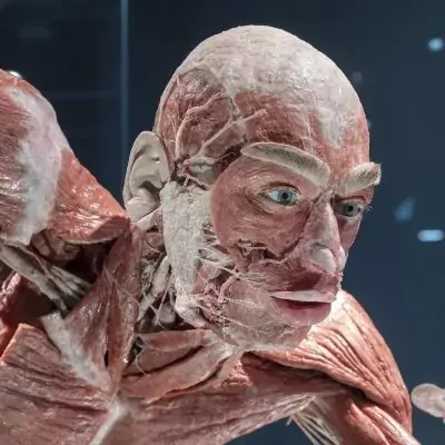 Body Worlds Museum Body Worlds Museum